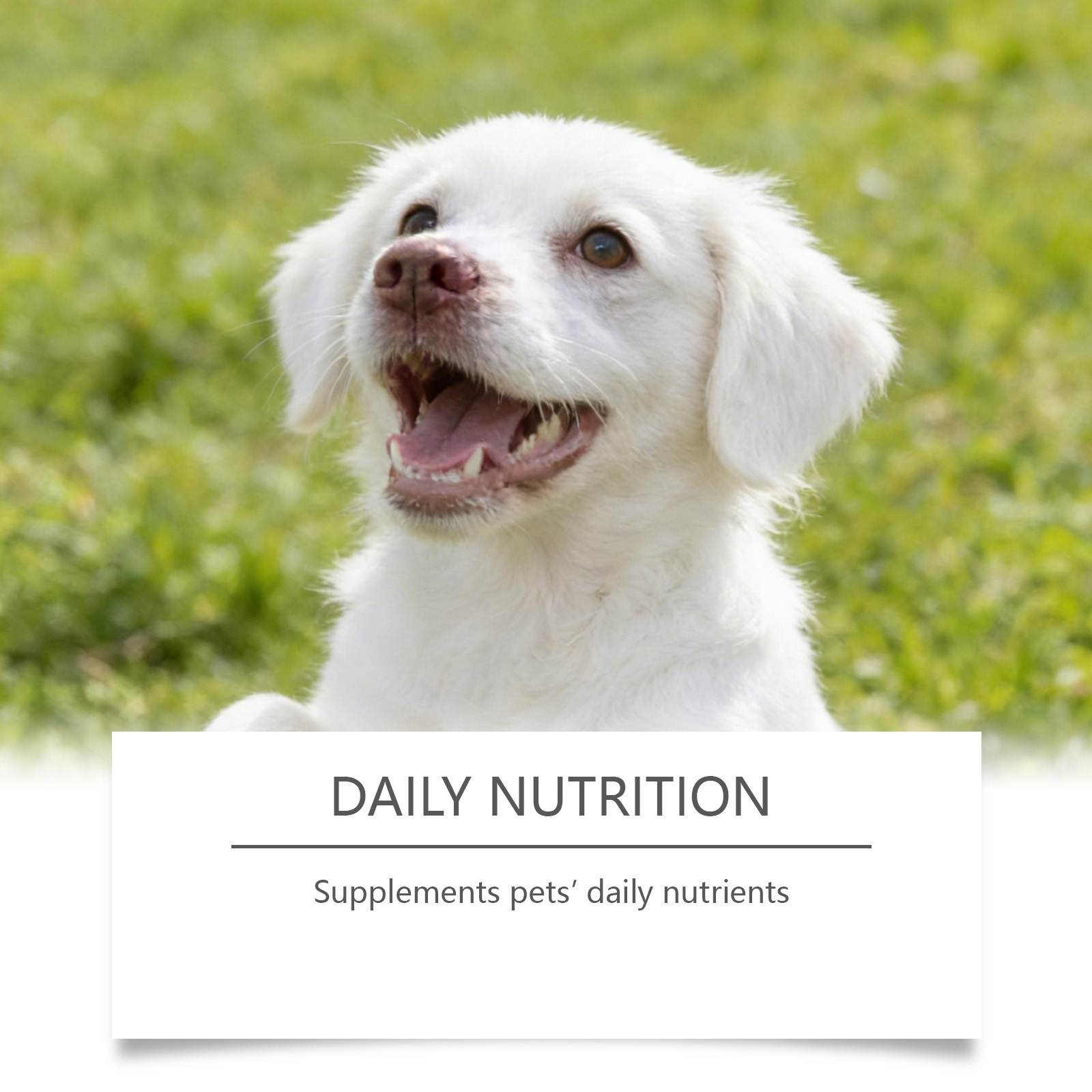 Poudre de Taurine pour Chiens  - Wellness Health Nutrition avis et prix