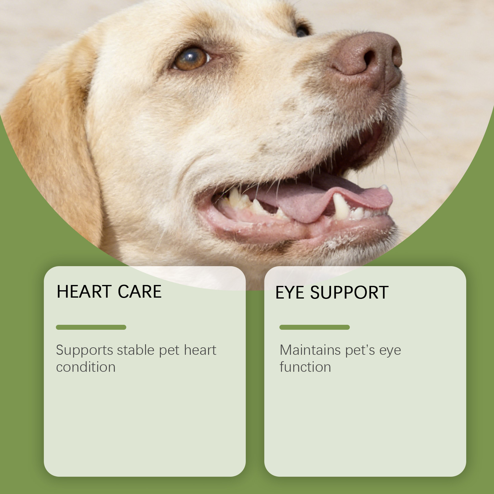 Poudre de Taurine pour Chiens  - Wellness Health Nutrition avis et prix